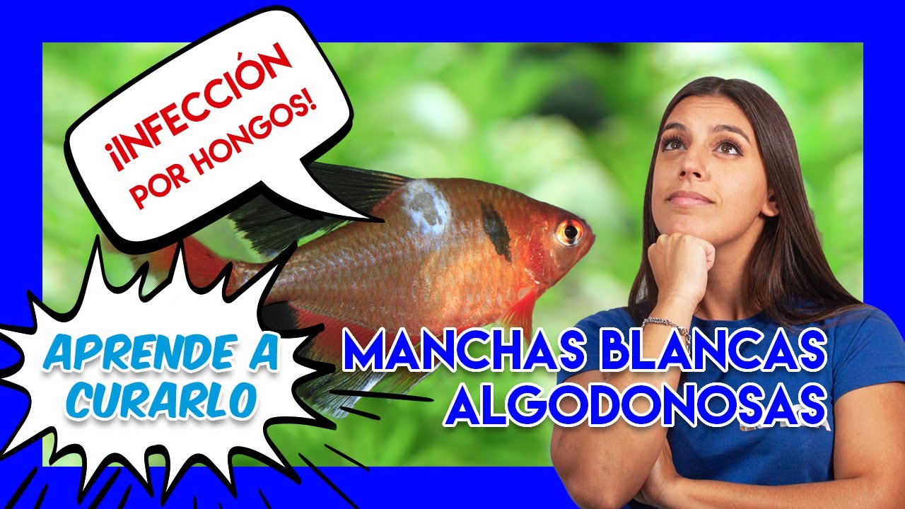 Enfermedades en peces - manchas blancas algodonosas por HONGOS