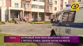 Нетрезвая компания выбросила щенка с пятого этажа в Минске Нетрезвая компания выбросила щенка с пятого этажа в Минске