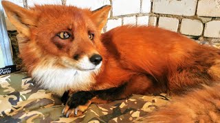 Alf the Fox gets breakfast in bed