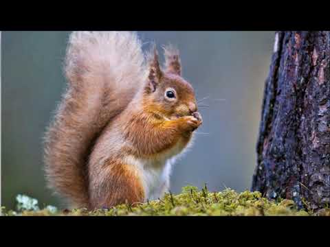 Video: 3 moduri de a scăpa de veverițe