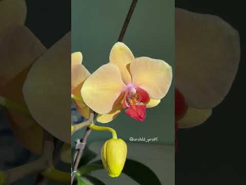 Phal.Summer 2.
