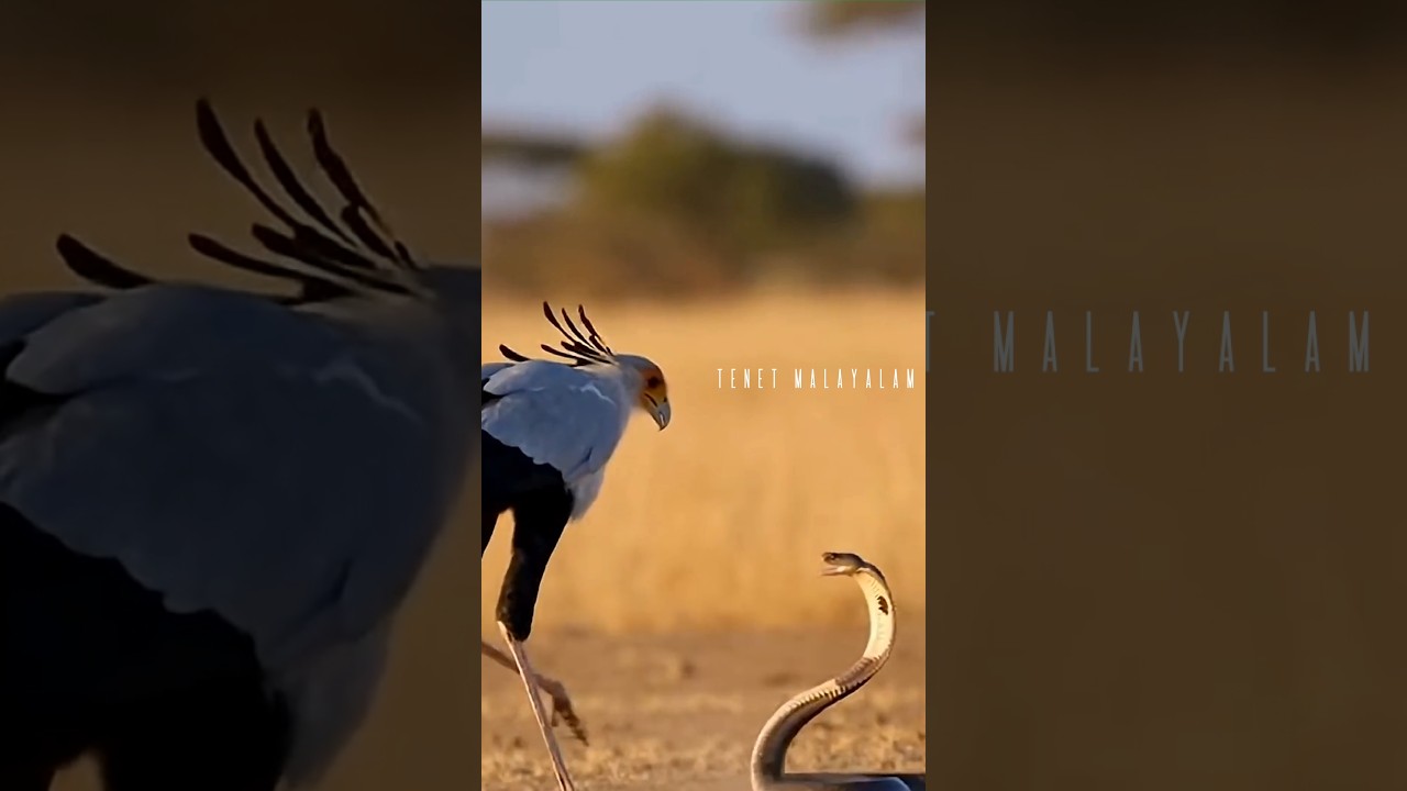 മൂർഖനെ കീഴടക്കുന്ന പക്ഷി 😱 | Secretary Bird vs Cobra 🐍