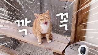 When A Stranger Visits. Reaction of 5 Cats