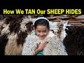 How We Tan Our Sheep Hides