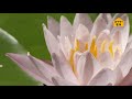 【モネの庭】Monet chez vous(モネ・シェ・ヴー)おうちでモネ2「夏の睡蓮」Summer Waterlilies