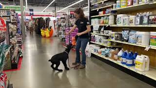 Giant Schnauzer Personal Protection Dog  @tractorsupply  'Porsche' 16 Wks Focus With Distractions