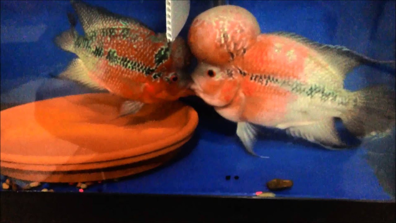 How To Breed Flowerhorn Tagalog at Yolanda Siebert blog