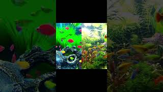 “Can This Tiny Tank Go Viral?” #aquarium #aquascape #plantedtank