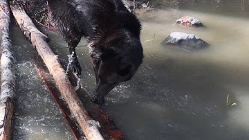 Adele’s Adventures. The great Kelpie mix