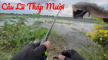 Câu Cá Lóc. Câu Cá Lũ Ở Tháp Mười Đồng Tháp Gặp Điểm Cá Ăn Mạnh.. Trần Tài vlog