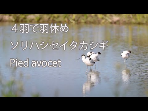 【４羽で羽休め】ソリハシセイタカシギ Pied avocet