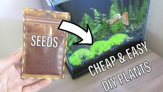 How to Grow Seeds for your Aquarium with NO Dry Start in Tank | NO Heat Easy Setup