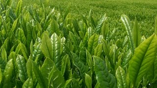 今年も新茶の季節がやってきました！　お茶 通販 いいお茶ドットコム