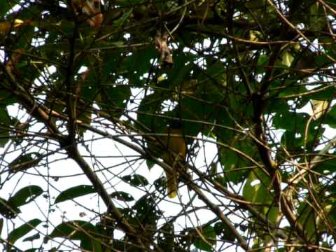 Black-headed Bulbul at Sime Forest 