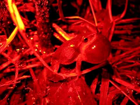 camera iphone 8 plus apk Spring Peeper