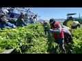 CONTRATADOS CON VISA H2A EN USA Cosecha de Apio en Oxnard Ca / AMAZING CELERY HARVEST 🥬