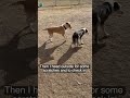 Just me and the dogs #puppy #dog #funny #funnyshorts #pets #puppyvideos