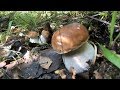 Поход в лес за грибами