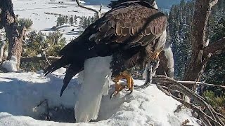 FOBBY CAM~Shadow brings a fish for Queen Jackie 🥰~11:09 am 2023/01/17
