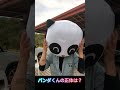 パンダくんの正体は? #パンダ #着ぐるみ #マスク #正体 #shorts