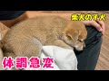 【柴犬 子犬】初めて離乳食を食べたら胃がびっくりして気分が悪くなってしまった子犬