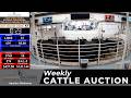 APACHE LIVESTOCK AUCTION | Weekly All-Class Cattle Auction #FeederCattle #oklahomacattle | 6.11.26