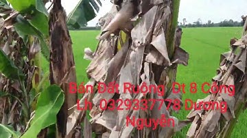 Nhà Đất Bán Đất Ruộng vườn dt 8 Công Giá 210tr Công Cai Lạy Tiền Giang