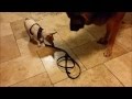 Is you dog fear aggresive? Is you dog fear aggresive?