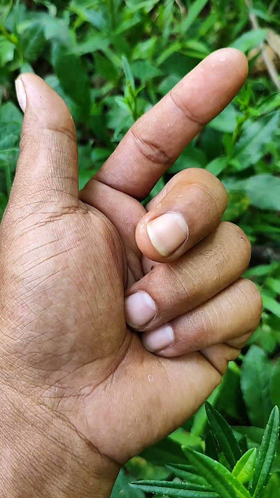 my cute black beetle #insects #nature #acapella