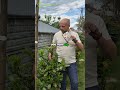 Borykasz się z opuchlakami w laurowiśniach? Postaw na Tamer P od Agrecol! 🌱🌿