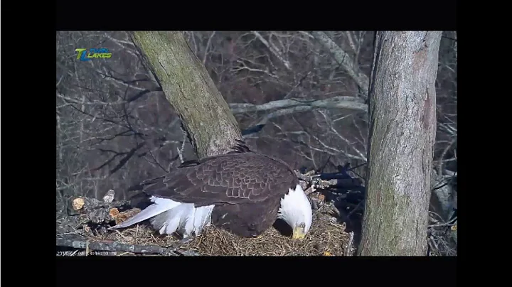 3/2/18..DHEC ~ Put Your Headset On ~ I Think We Have A Baby !