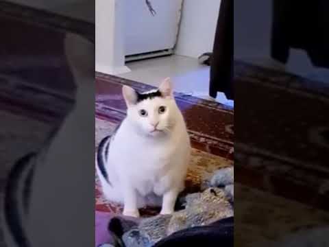 MENTAHAN MEME KUCING NGOMONG TOLOL VIRAL DI TIKTOK