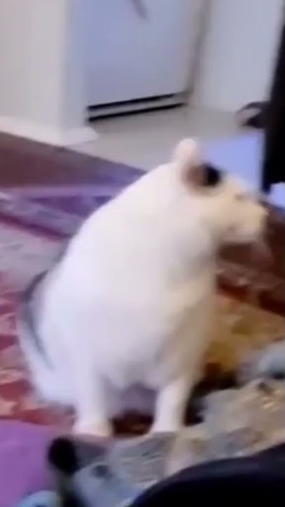 MENTAHAN MEME KUCING NGOMONG TOLOL VIRAL DI TIKTOK