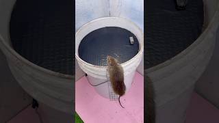 Mouse trap / 1 cái bẫy — sạch bóng chuột sau 24h #rat #mouse