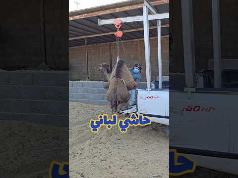هل رأيت الحاشي الباني من قبل ملحمة لحم حاشي القويعية السعودية