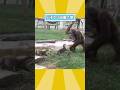 ㊗️200万再生突破！！！カワウソさん見て笑ったら寝ろwwwww