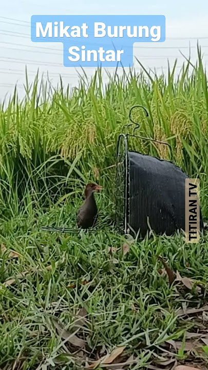 Mikat Burung Sintar di sawah