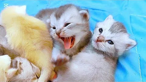 Video 8204621: kittens cutecat catlife catlover, catlovers kitten cats catlife, catlife cutecats funnycats catlove, kittens cute sweet