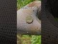 МОНЕТОС #жизнь #life #цитаты #fiskars #клад #metaldetecting #КОП #КОПСМД#НАХОДКИ #ХОББИ#COIN#digger