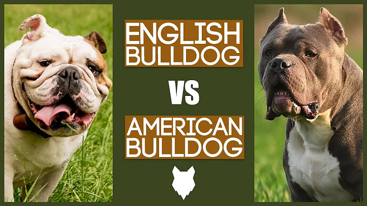 ENGLISH BULLDOG VS AMERICAN BULLDOG