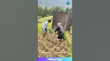 That THWACK Sound is So Satisfying! 😂These Farmers Are Putting in WORK! You Have to See This! #rice