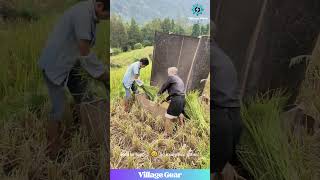 That THWACK Sound is So Satisfying! 😂These Farmers Are Putting in WORK! You Have to See This! #rice