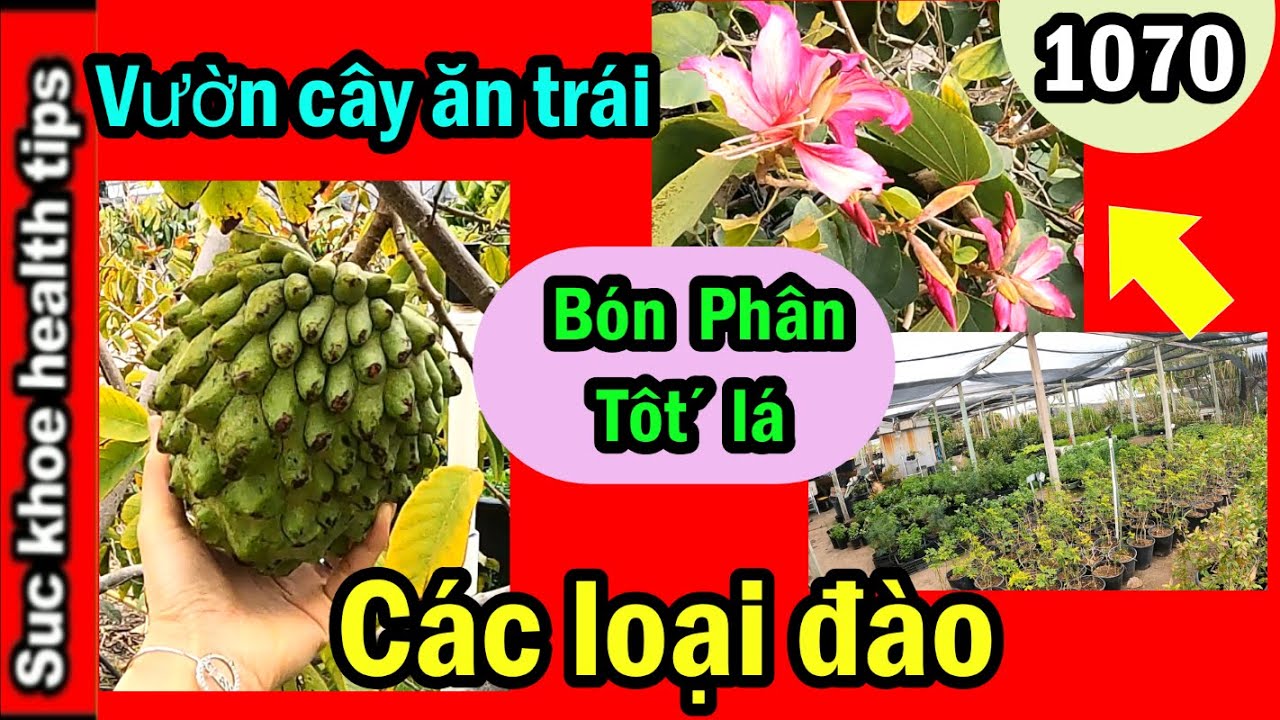 Bán phân tốt rễ, tốt lá, PHÂN RA BÔNG và cây ăn trái,#1070 Nursery ...