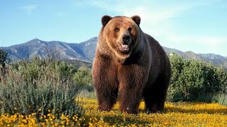 Цікаві факти про ведмедів