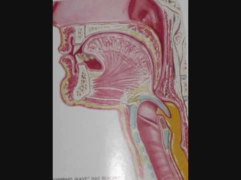 Head & Neck Anatomy; Pharynx; Swallowing; Bile Duc...