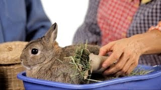 What Kinds of Toys Do Rabbits Like? | Pet Rabbits