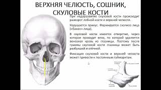 03 Семинар ЛИЦЕВОЙ ЧЕРЕП   верхняя челюсть, сошник, скуловые кости