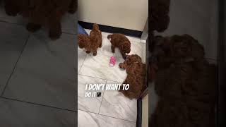 Famous Cavapoo part 3 a snippet from our Friday Night Live. #cavapoo #cavapoopuppies #cutepuppies Net Worth