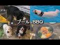 【ラム&ピコ】1年ぶりのプールとBBQ