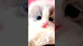 可爱的猫喵视频Tiktok